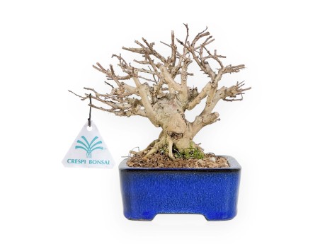 Lagerstroemia - Myrte de crêpe - 17 cm