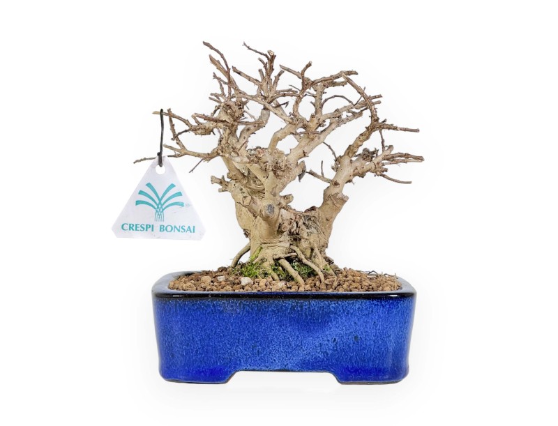 Lagerstroemia - Mirto Crespo - 17 cm