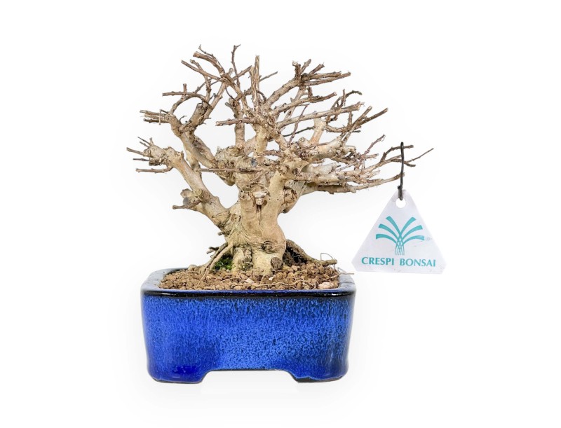 Lagerstroemia - Kreppmyrte - 17 cm