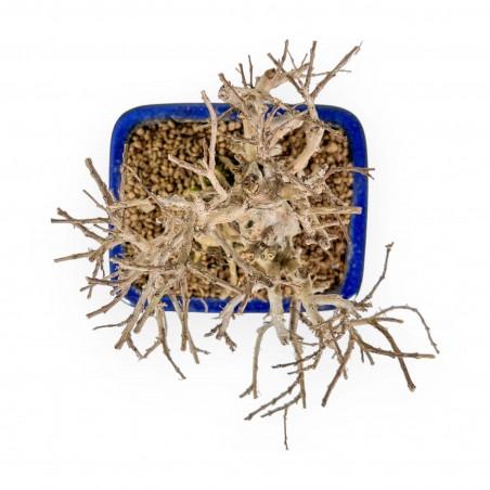 Lagerstroemia - Crape Myrtle - 17 cm