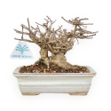 Lagerstroemia - Crape Myrtle - 14 cm