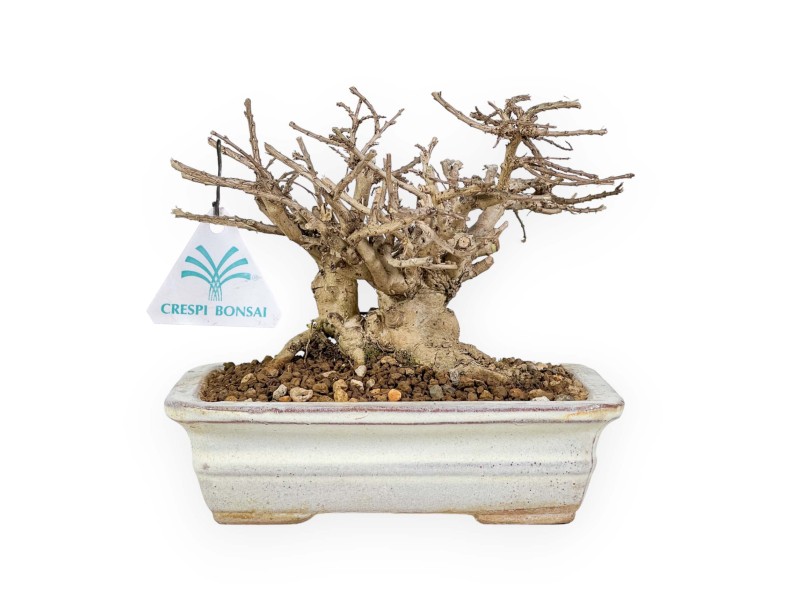 Lagerstroemia - Mirto Crespo - 14 cm