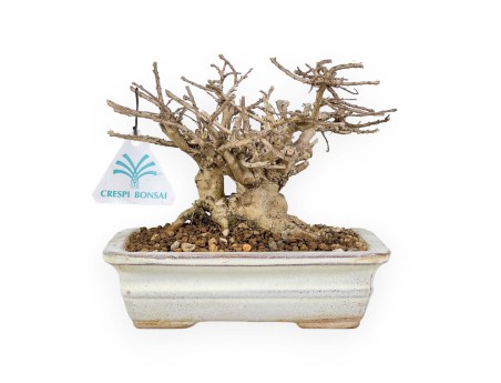 Lagerstroemia - Mirto Crespo - 14 cm