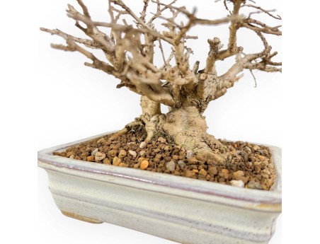 Lagerstroemia - Rouwband mirte - 14 cm