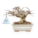 Lagerstroemia - Crape Myrtle - 14 cm
