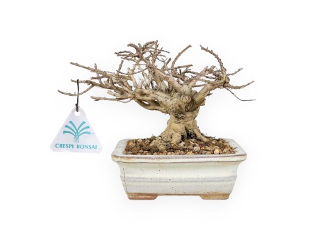 Lagerstroemia - Rouwband mirte - 14 cm