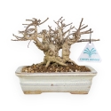 Lagerstroemia - Crape Myrtle - 14 cm