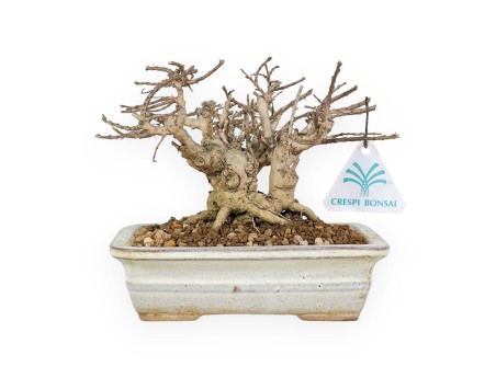 Lagerstroemia - Rouwband mirte - 14 cm