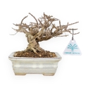 Lagerstroemia - Crape Myrtle - 14 cm