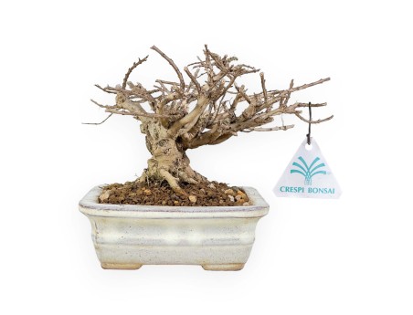 Lagerstroemia - Mirto Crespo - 14 cm