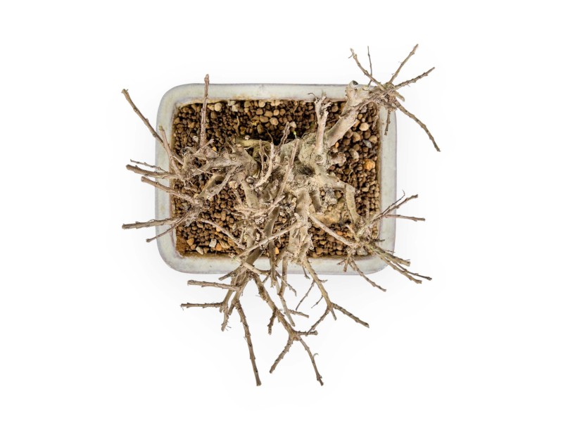 Lagerstroemia - Mirto Crespo - 14 cm