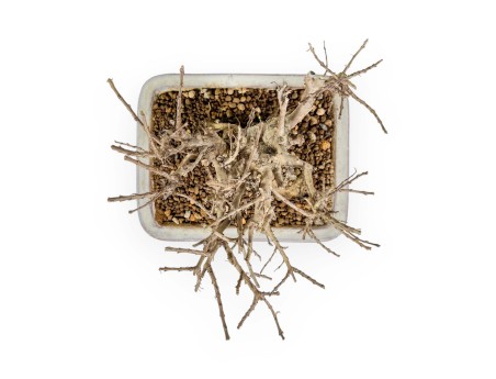 Lagerstroemia - Mirto Crespo - 14 cm