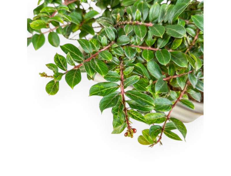 Lagerstroemia - Mirto Crespo - 14 cm