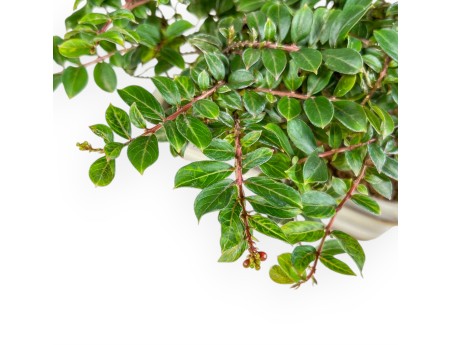 Lagerstroemia - Mirto Crespo - 14 cm