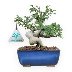 Euonymus - Spindle - 17 cm