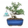 Euonymus - Evonimo - 17 cm