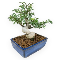Euonymus - Spindle - 17 cm