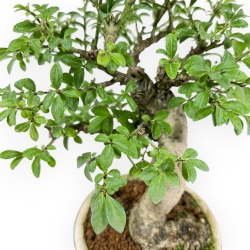 Euonymus Alatus - Evonimo Alato - 20 cm