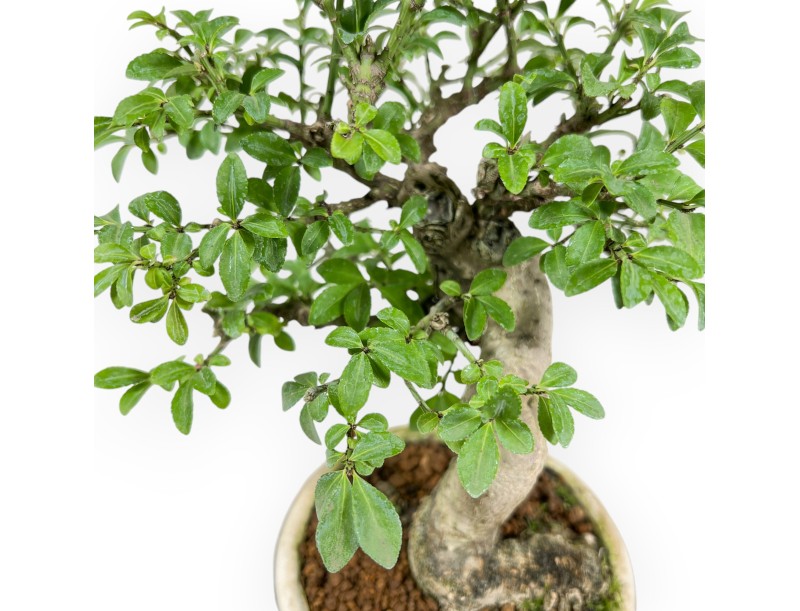 Euonymus Alatus - Evónimo alado - 20 cm