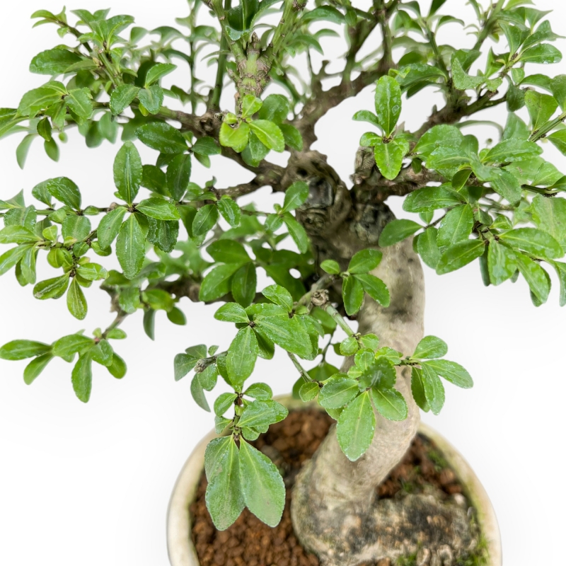 Euonymus Alatus - Evonimo Alato - 20 cm