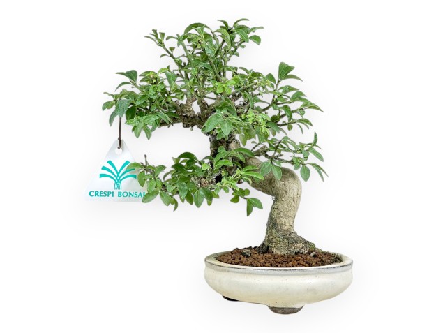 Euonymus Alatus - Gevleugelde Euonymus - 20 cm