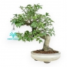 Euonymus Alatus - Spindle - 20 cm