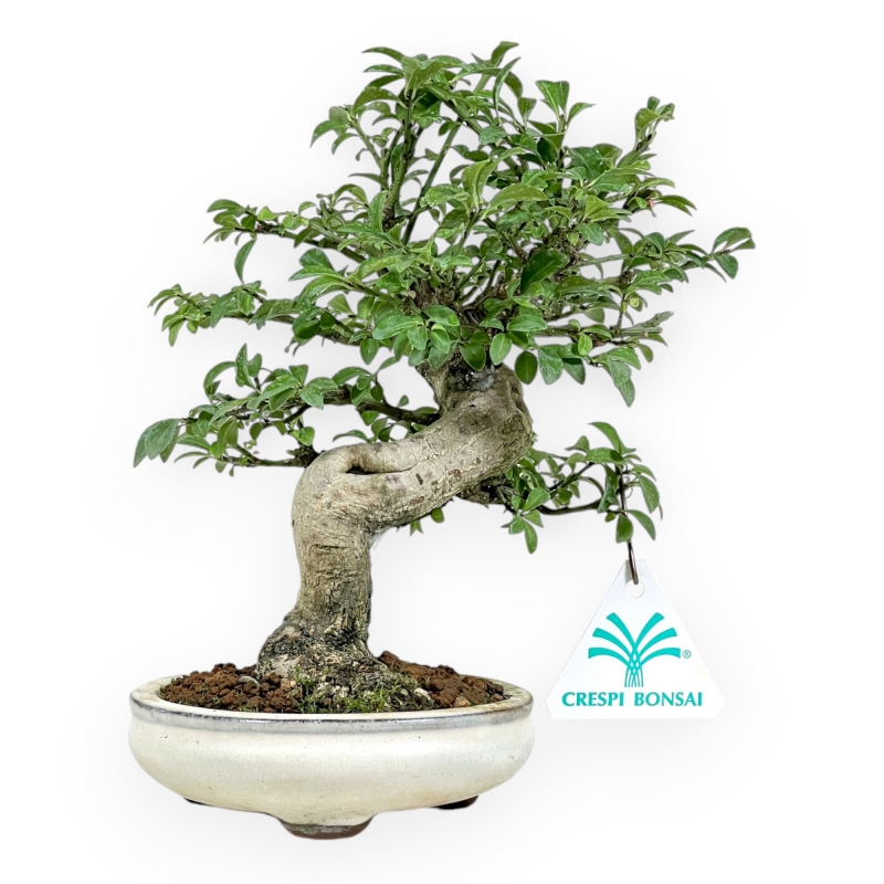 Euonymus Alatus - Evónimo alado - 20 cm