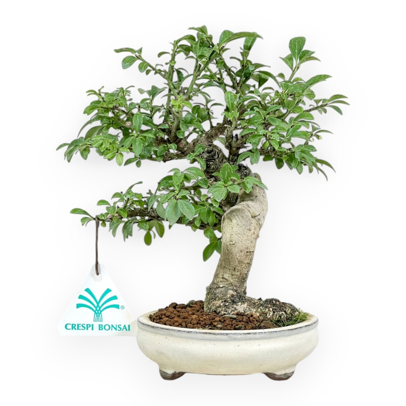 Euonymus Alatus - Evonimo Alato - 20 cm