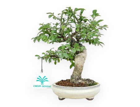 Euonymus Alatus - Gevleugelde Euonymus - 20 cm