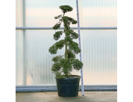 Ilex crenata - 225 cm