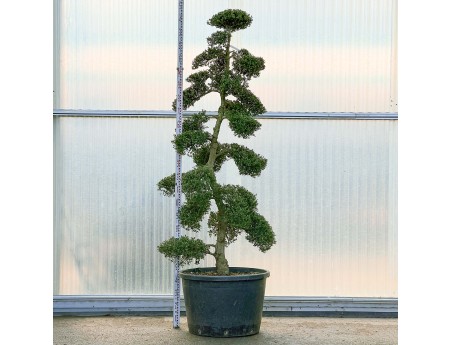 Ilex crenata - 245 cm