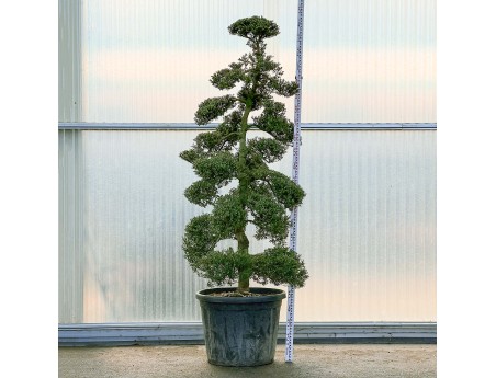 Ilex crenata - 245 cm