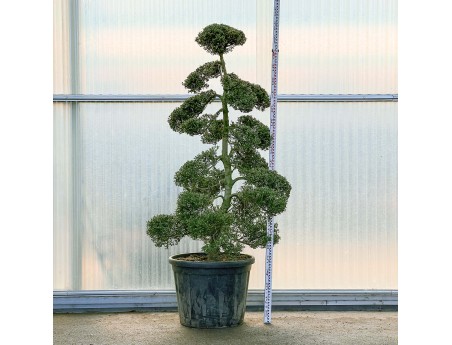 Ilex crenata - 220 cm