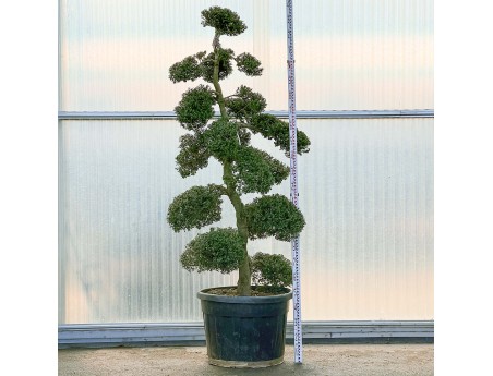 Ilex crenata - 240 cm