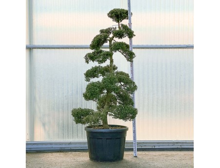 Ilex crenata - 225 cm