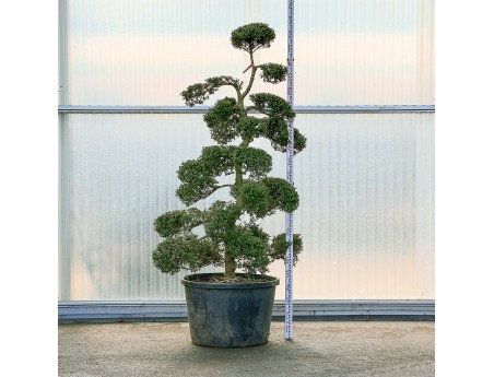 Ilex crenata - 230 cm