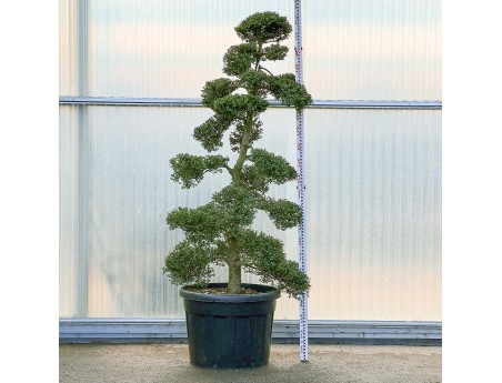 Ilex crenata - 225 cm