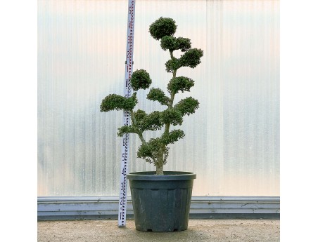 Ilex crenata - 145 cm