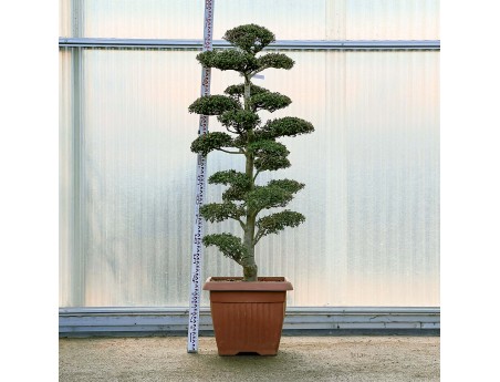 Ilex crenata - 170 cm