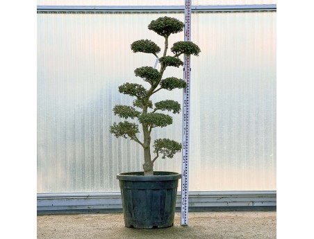 Ilex crenata - 150 cm