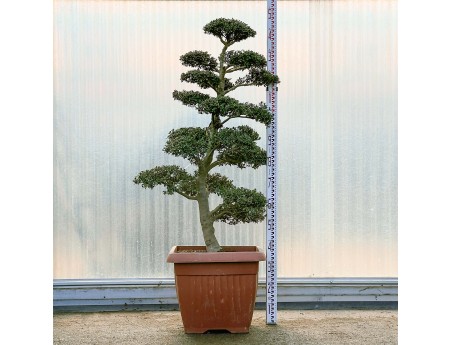 Ilex crenata - 150 cm