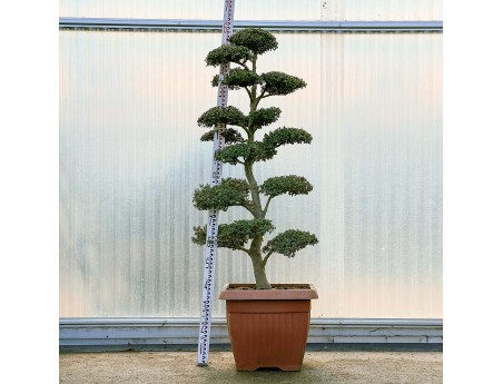 Ilex crenata - 160 cm
