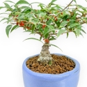 Ilex Serrata Subtilis - Holly - 17 cm