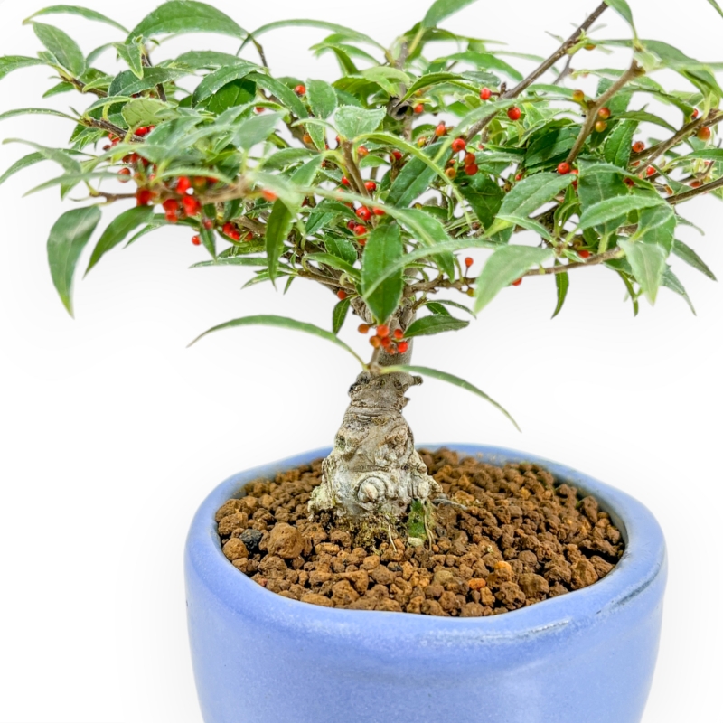 Ilex Serrata Subtilis - Holly - 17 cm