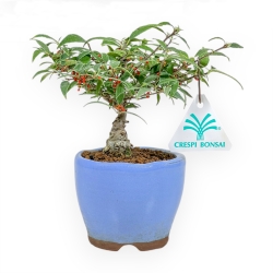 Ilex Serrata Subtilis - Holly - 17 cm