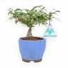 Ilex Serrata Subtilis - 17 cm