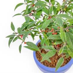 Ilex Serrata Subtilis - Holly - 17 cm