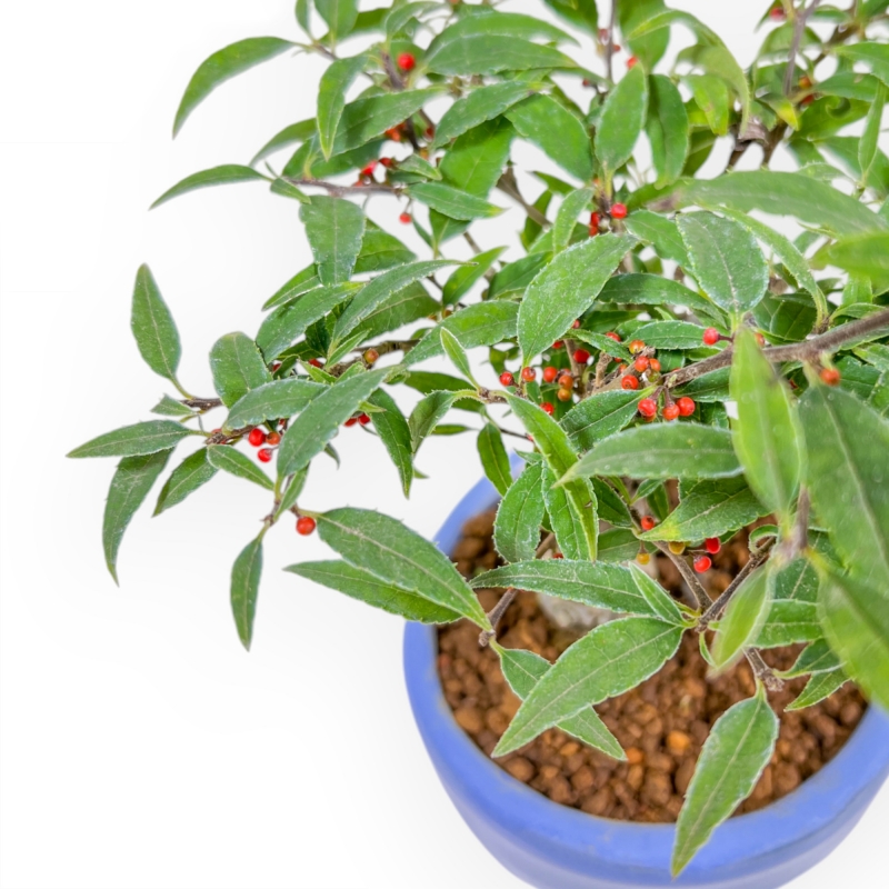 Ilex Serrata Subtilis - Holly - 17 cm
