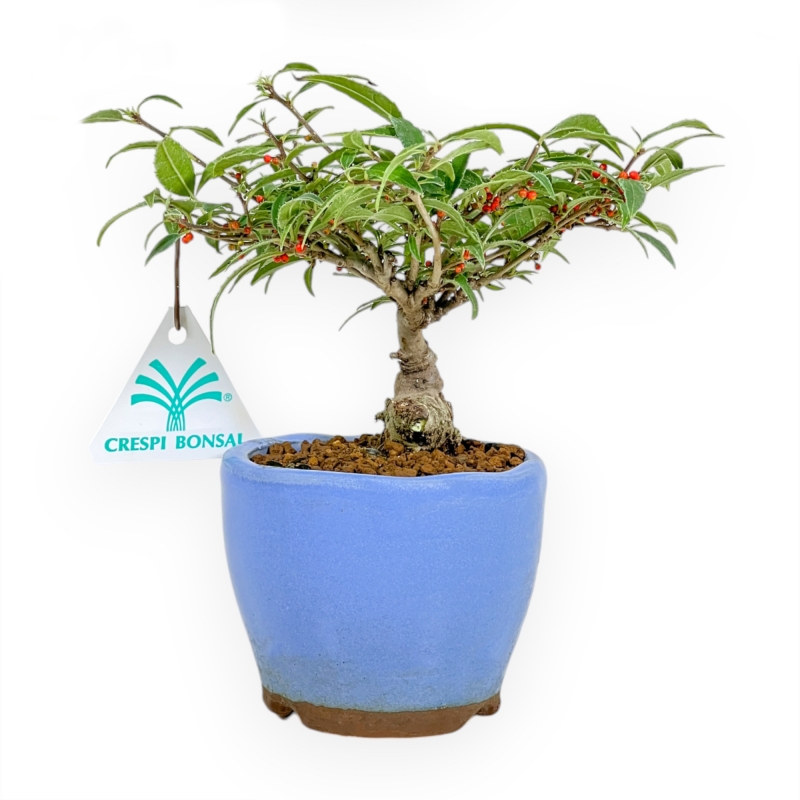 Ilex Serrata Subtilis - 17 cm