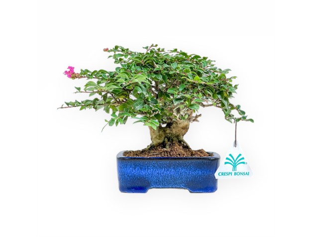 Lagerstroemia - Crespón de mirto - 17 cm